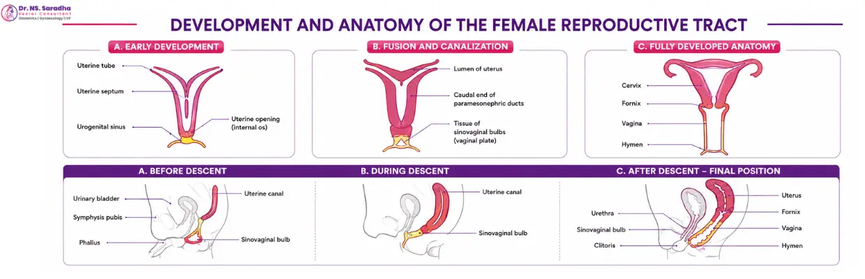Hysteroscopic Procedures