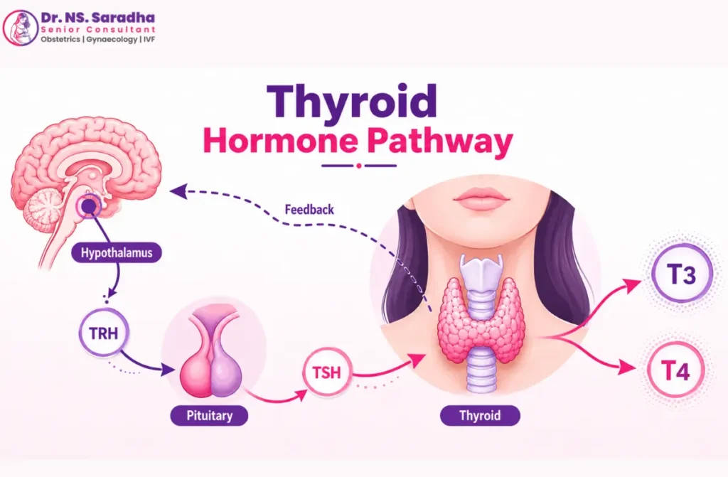Causes of Female Infertility